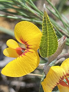 <i>Mirbelia platylobioides</i> Species of legume