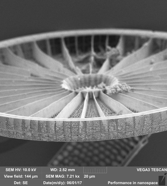 File:Modern diatoms under SEM 3.tif