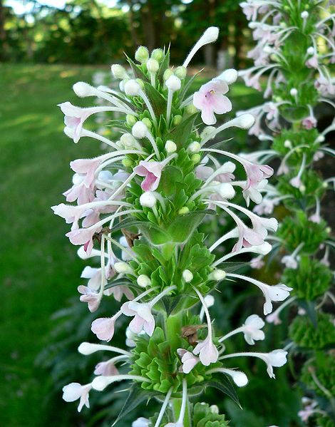 File:Morina longifolia 3.jpg