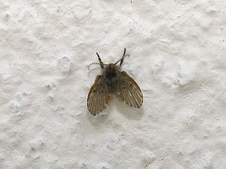 Mosca 050611 092.jpg