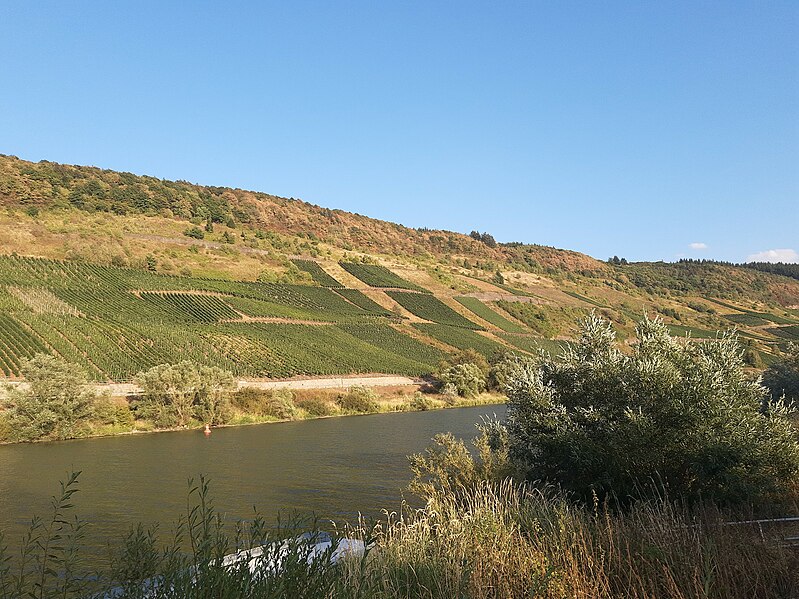 File:Mosel at Reil.jpg