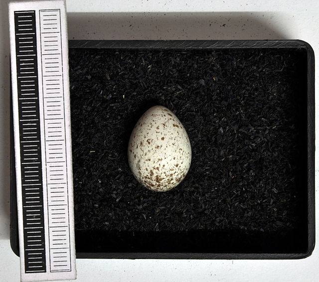 Egg, Collection Museum Wiesbaden, Germany