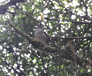 Mountain thrush Species of bird