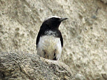 Oenanthe l. schalowi Mourning Wheatear RWD.jpg