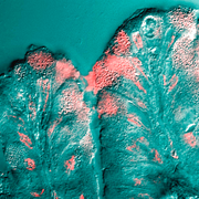 March 9: A mucous cell bordering on the stomach lumen secretes mucus (pink stain).