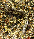 Thumbnail for Common mudskipper