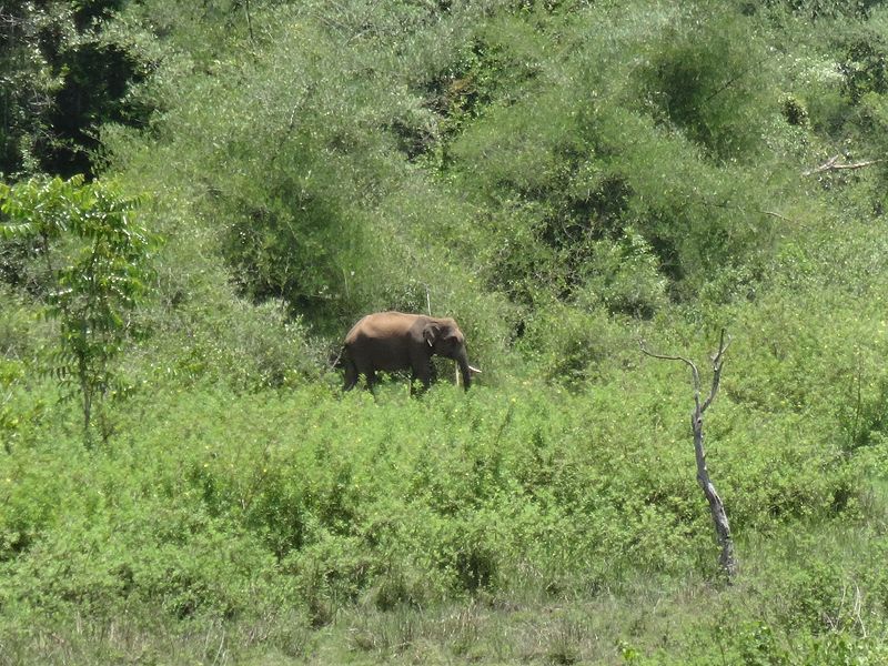 File:Mudumalai Elephant.jpg