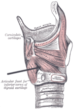 Thumbnail for Lateral cricoarytenoid muscle