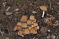 260: Coprinus silvaticus? or Coprinus micaceus? or Coprinellus?