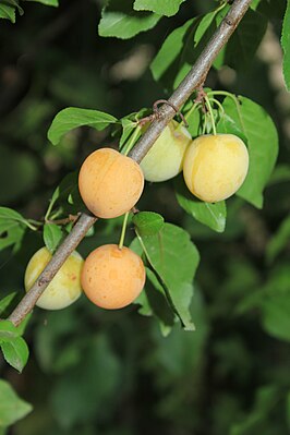 Frutos de ameixa