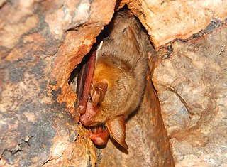 Feltens myotis Species of bat