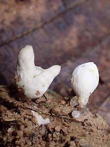 Myrmecopterula moniliformis with small, sterile bead like mushrooms Myrmecopterula moniliformis 2.jpg