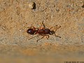 Myrmica lobicornis (Nylander, 1846)