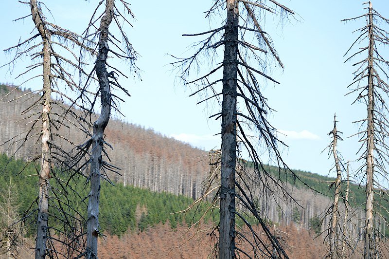 File:NP Harz - Wald am Brocken (85).jpg