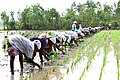 Paddy fields in Tamil Nadu