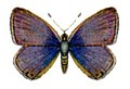 Nacaduba biocellata biocellata.jpg