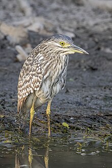 N. c. australasiae immature Nankeen night-heron (Nycticorax caledonicus australasiae) immature Kakadu.jpg