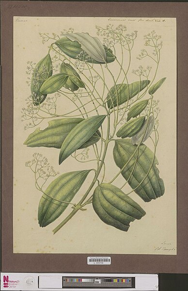 File:Naturalis Biodiversity Center - L.0939708 - Arckenhausen, J.C.P. - Cinnamomum iners Reinwardt. ex Blume, C.Linnaeus - Artwork.jpg