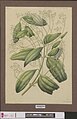 Naturalis Biodiversity Center - L.0939708 - Arckenhausen, J.C.P. - Cinnamomum iners Reinwardt. ex Blume, C.Linnaeus - Artwork.jpg