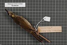 Центр биоразнообразия Naturalis - RMNH.AVES.133916 1 - Meliphaga mimikae mimikae (Ogilvie-Grant, 1911) - Meliphagidae - образец кожи птицы.jpeg