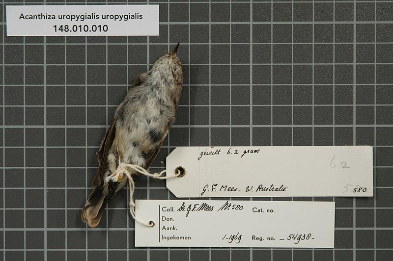 File:Naturalis Biodiversity Center - RMNH.AVES.54938 2 - Acanthiza uropygialis uropygialis Gould, 1838 - Acanthizidae - bird skin specimen.jpeg