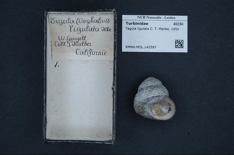 File:Naturalis Biodiversity Center - RMNH.MOL.142597 - Tegula ligulata (Menke, 1850) - Turbinidae - Mollusc shell.jpeg