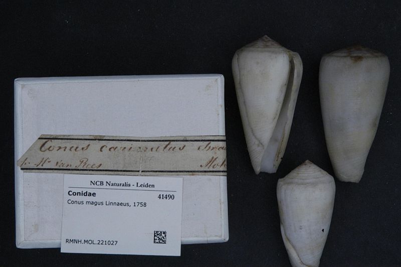 File:Naturalis Biodiversity Center - RMNH.MOL.221027 1 - Conus magus Linnaeus, 1758 - Conidae - Mollusc shell.jpeg