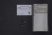 Naturalis Biodiversity Center - RMNH.MOL.236239 - Latia neritoides Gray, 1850 - Latiidae - Mollusc shell.jpeg