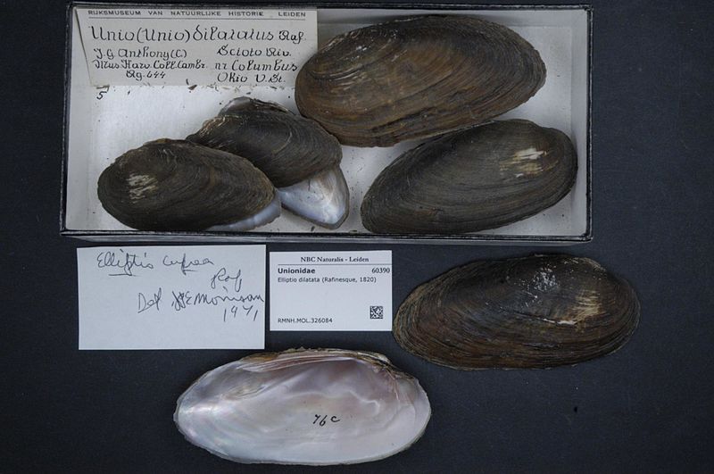 File:Naturalis Biodiversity Center - RMNH.MOL.326084 - Elliptio dilatata (Rafinesque, 1820) - Unionidae - Mollusc shell.jpeg