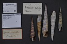 Център за биологично разнообразие Naturalis - ZMA.MOLL.30516 - Duplicaria duplicata (Linnaeus, 1758) - Terebridae - Shell на мекотелите