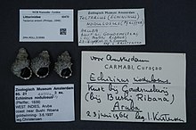 مرکز تنوع زیستی Naturalis - ZMA.MOLL.319986 - Tectarius antonii (فیلیپی ، 1846) - Littorinidae - پوسته نرم تنان. jpeg