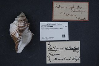 <i>Latirus amplustre</i> Species of gastropod