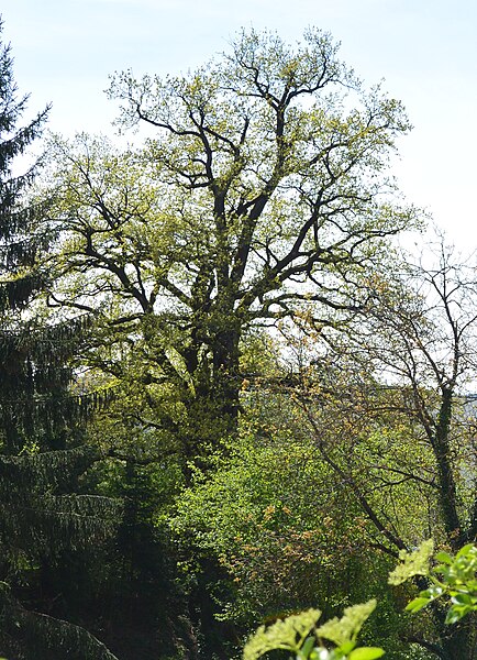 File:Naturdenkmal Stiel-Eiche am Wiesensteig in St. Martin (VS 10)a.JPG