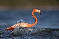 State Bird of The Bahamas