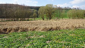 Marsh marigold meadow and Seggenried in the northern area.