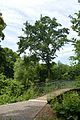 Naturschutzgebiet Mittleres Innerstetal mit Kanstein - Derneburg - Lavesbrücke an der Marienwiese (1).JPG