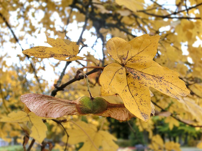 File:Naverlönn (Acer campestre) i Plantis 3375.jpg