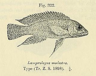 <i>Neolamprologus modestus</i> Species of fish