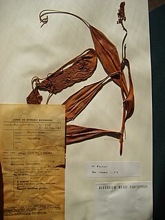 <i>Nepenthes halmahera</i> species of plant