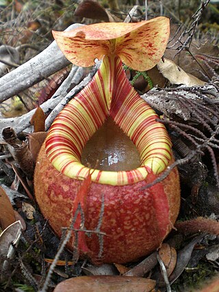 <i>Nepenthes peltata</i> Species of pitcher plant from the Philippines