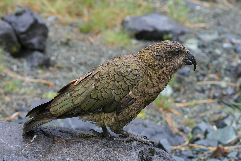 Nestor notabilis -Fiordland, New Zealand-8b.jpg