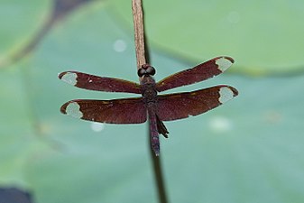 Fulvous Forest Skimmer Neurothemis fulvia