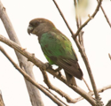 Niam-Niam Parrot in a Tree.png