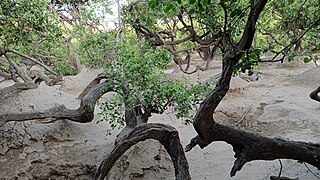 <span class="mw-page-title-main">Nidhivan, Vrindavan</span> Sacred forest site dedicated to Radha Krishna in Vrindavan, India