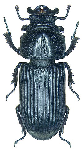 Nigidius bubalus