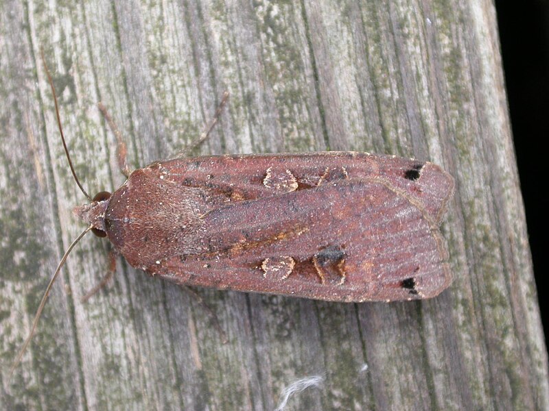 File:Noctua pronuba (2945448889).jpg