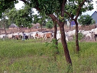 <span class="mw-page-title-main">Nomadic pastoralism</span> Form of pastoralism where livestock are herded in order to find fresh pastures on which to graze