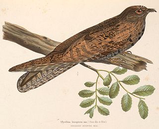 White-winged potoo Species of bird