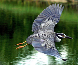 Nycticorax violaceus -flying-8.jpg