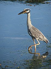 Nycticorax violaceus -water -Belize-8.jpg